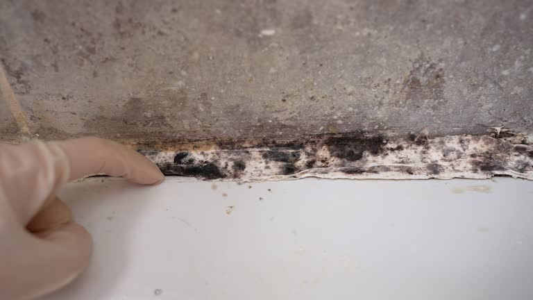 Best Air Quality Testing for Mold Spores  in Troy, PA